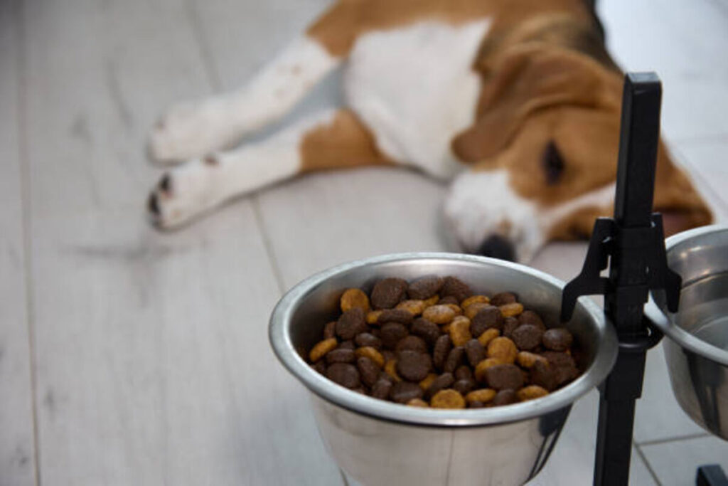 Wisdom Dog Food is Made With Integrity and Intensity