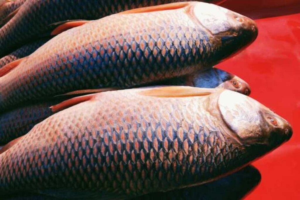 Rohu Fish
