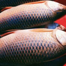 Rohu Fish 1 Rohu Fish