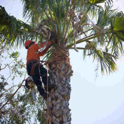 morgan hill tree service