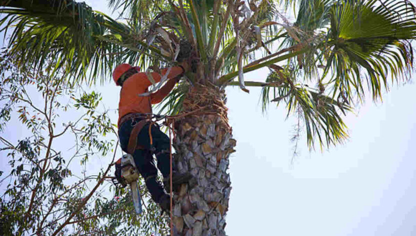 morgan hill tree service