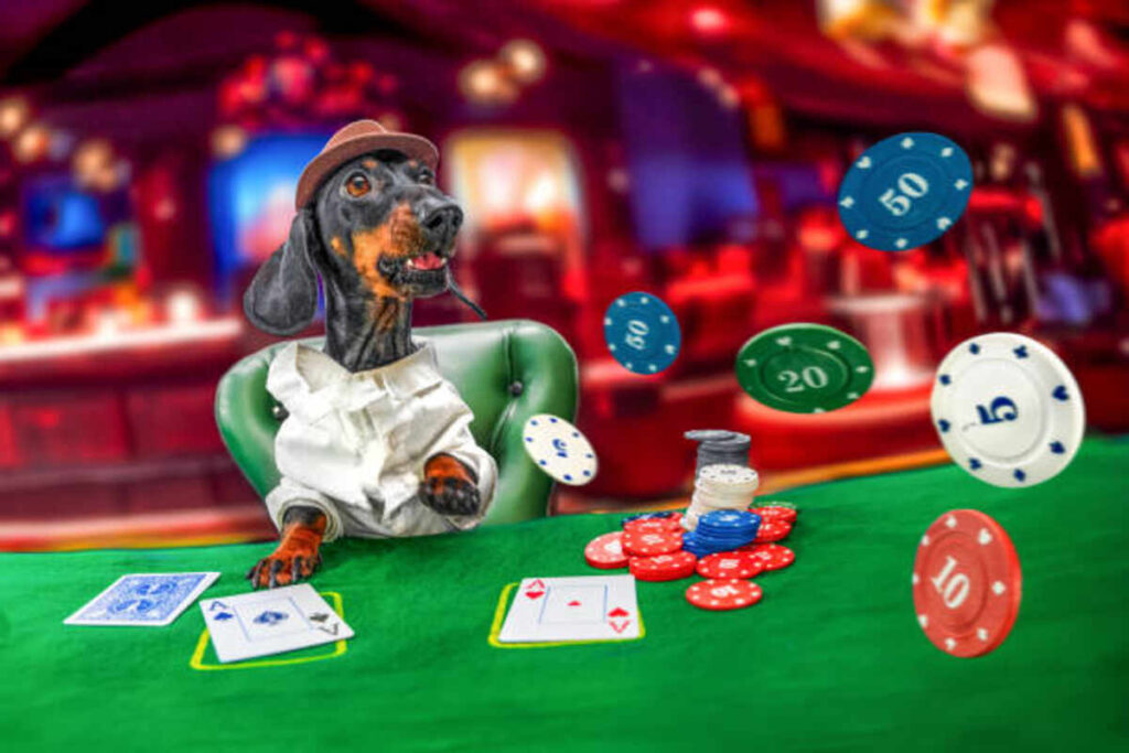 Comprehending Betfido: A Comprehensive Overview