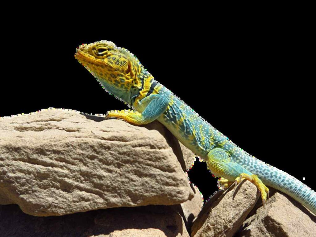 Exploring the Unique Traits of Australian Frilled Dragons