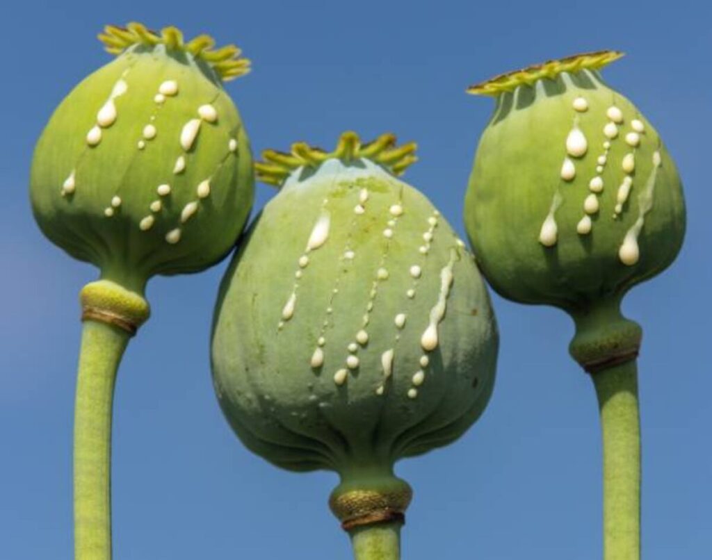 dried decorative bulbs