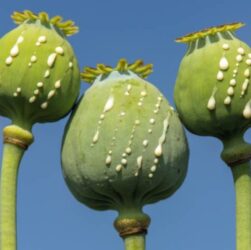 dried decorative bulbs