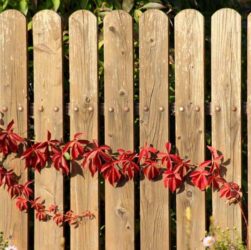 Fence Installation Anaheim